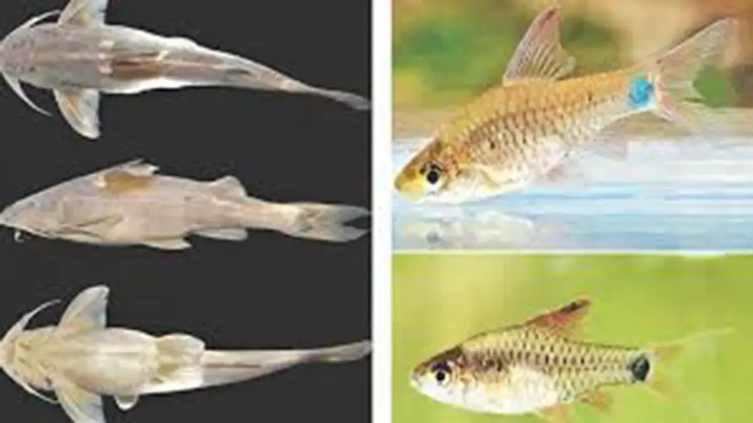 hamarbani image