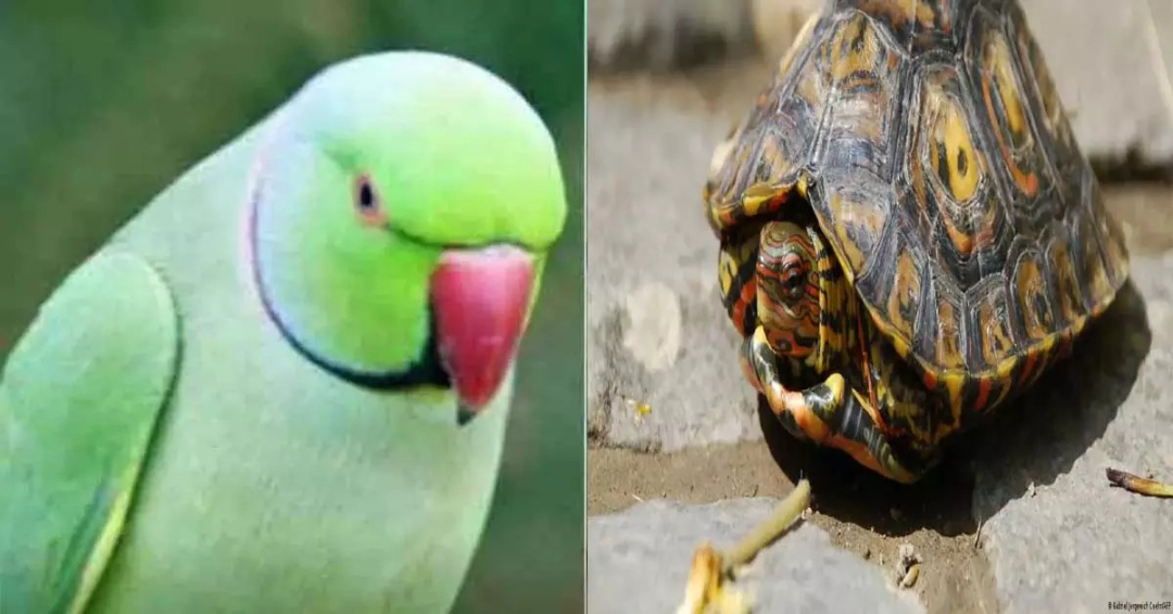 hamarbani image