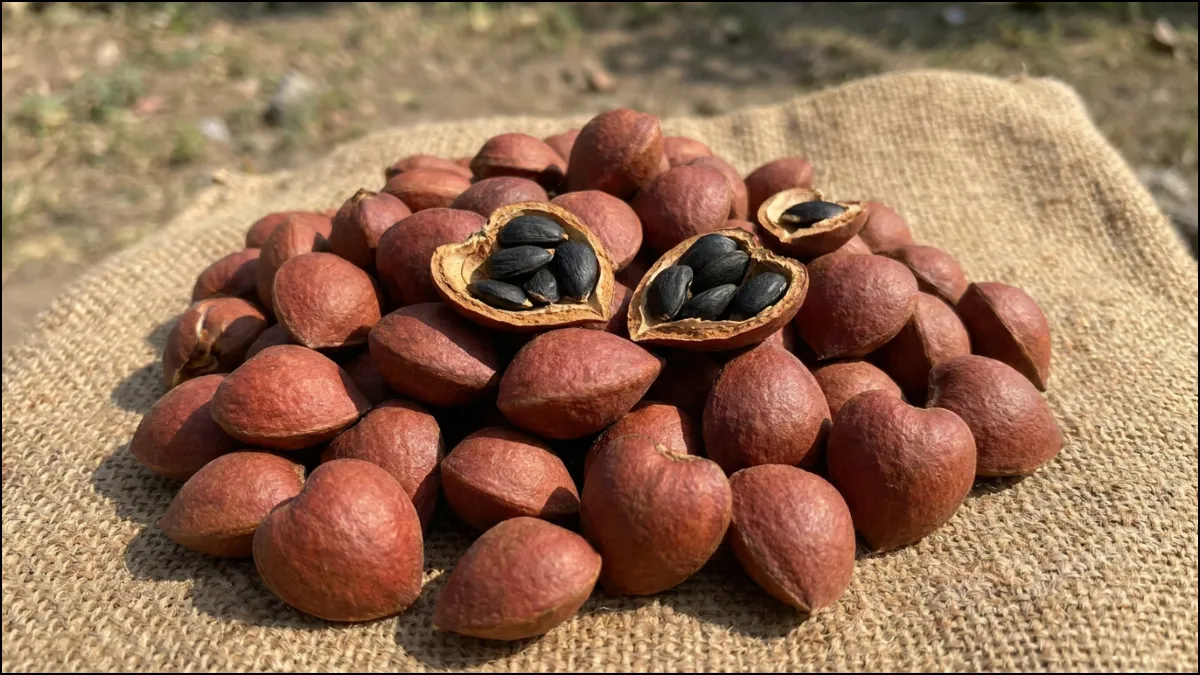 hamarbani image