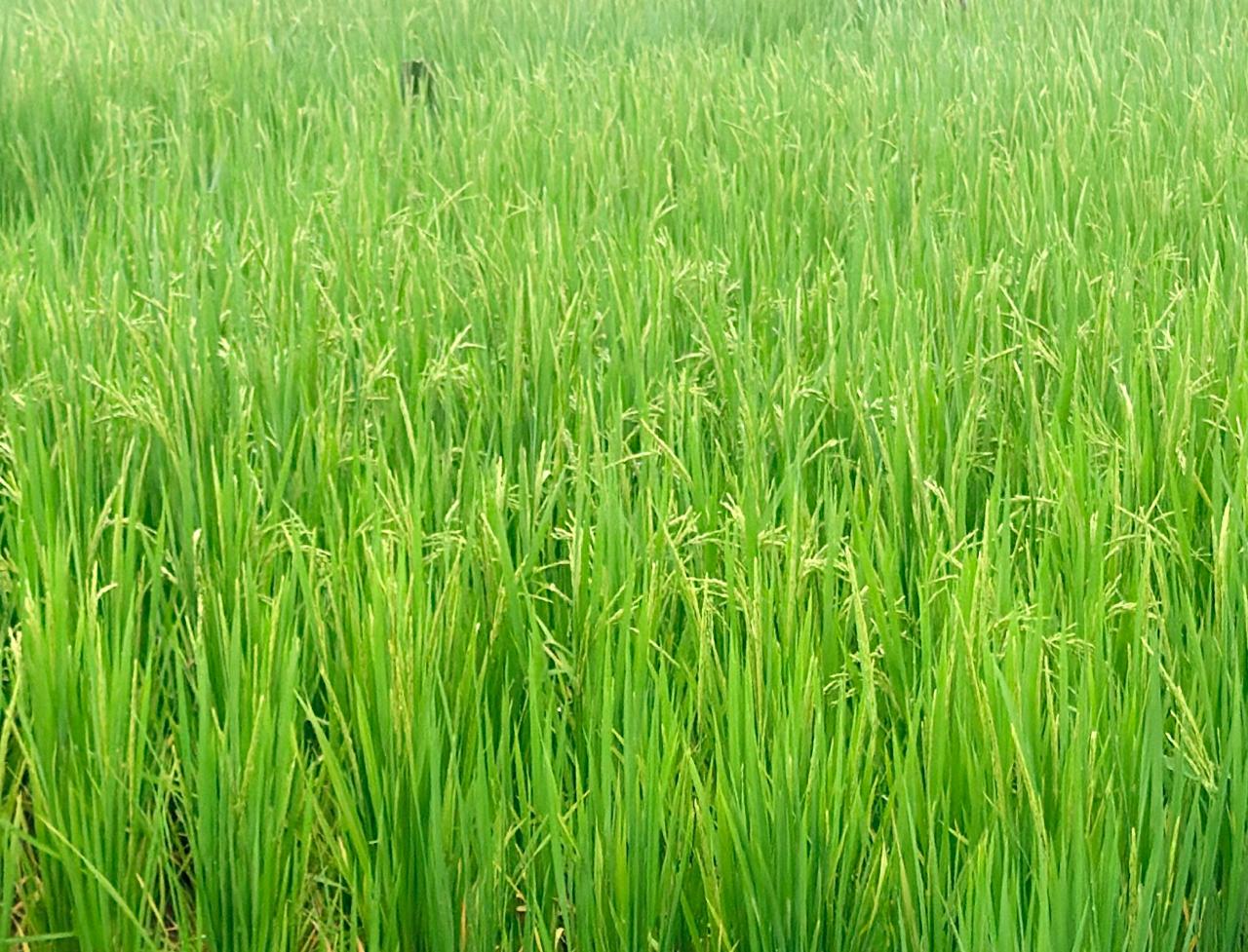 hamarbani image