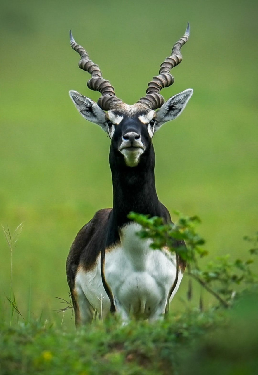 hamarbani image