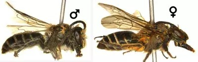 hamarbani image