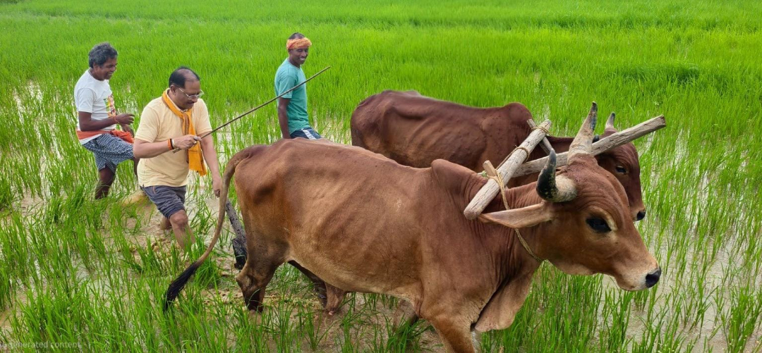 hamarbani image