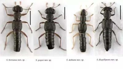 hamarbani image